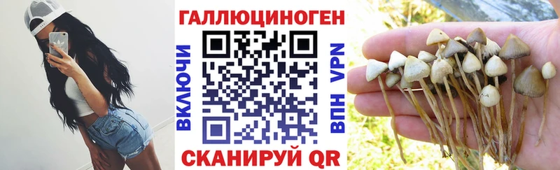 что такое наркотик  Новозыбков  Галлюциногенные грибы Psilocybine cubensis 